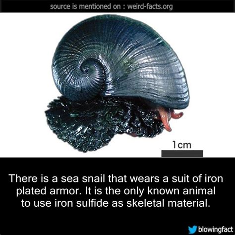 Weird Facts Snail Facts Pet Snails Unbelievable Facts