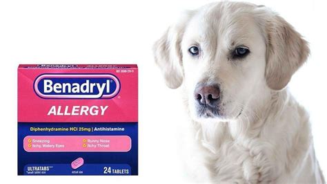 how often can you give benadryl to dog