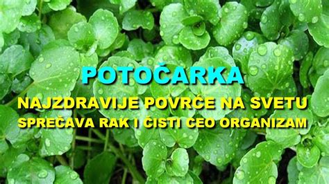 Poto Arka Najzdravije Povr E Na Svetu Isti Ceo Organizam Youtube