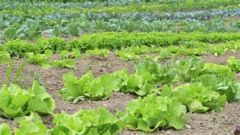 Vegetable Farming in India for Maximum Profits | Agri Farming