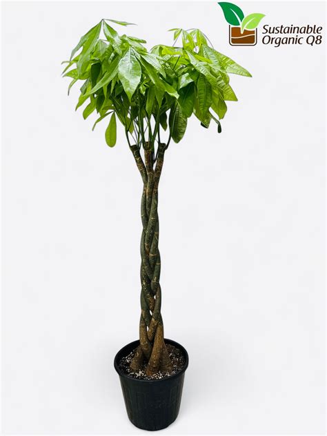 how to care for a pachira plant 5