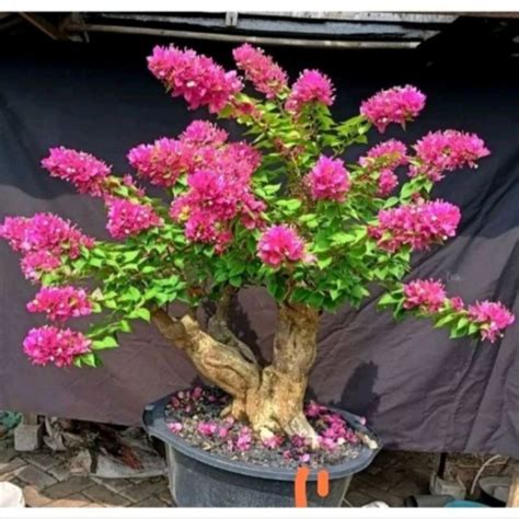 Jual PROMO 10 10 TANAMAN HIAS BUGENVIL BUNGA KERTAS BONSAI