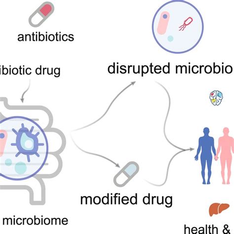 Microbial interactions with drugs. The gut microbiome can influence ...