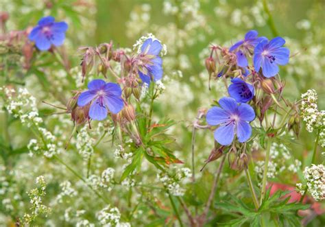 Wild Geranium Native Plant Care And Growing Guide