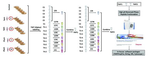 How Does Tmt Labeling Work