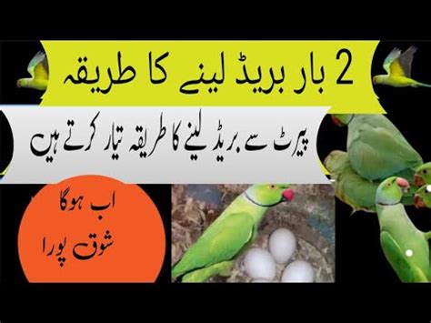 Indian Ringneck Breeding Soft Food Ringneck Se Breed Lene Ka Tarika