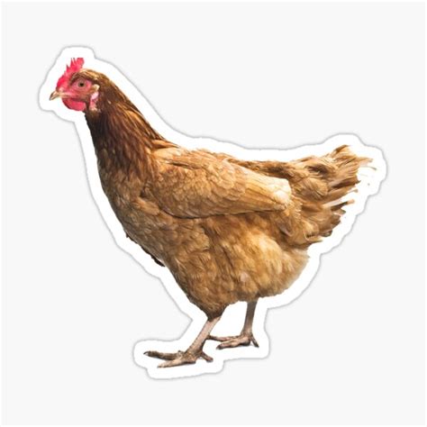 Chicken Stickers Paper, Party & Kids Craft Supplies & Tools trustalchemy.com