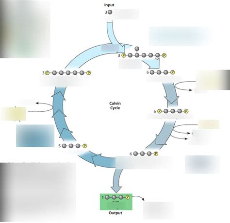 Calvin Cycle Diagram Quizlet