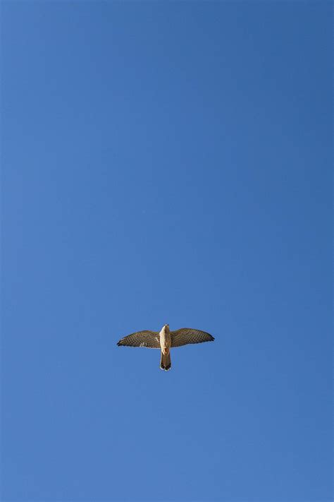 Falcon Flying Photos, Download The BEST Free Falcon Flying Stock Photos ...