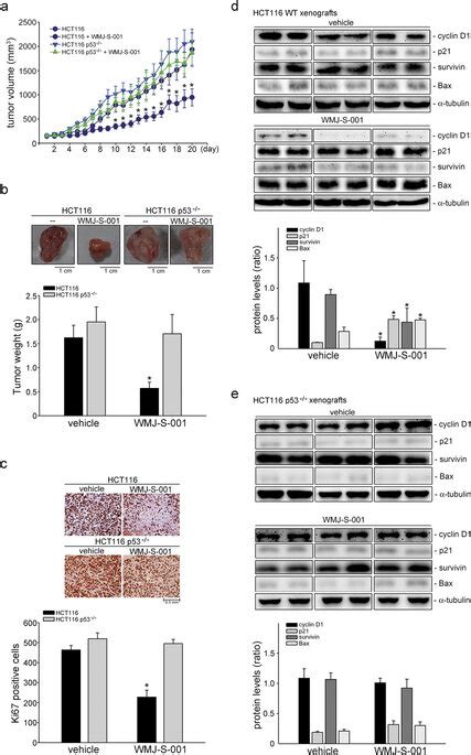 Wmj S Suppressed In Vivo Tumor Growth In Nude Mice A Nude Mice