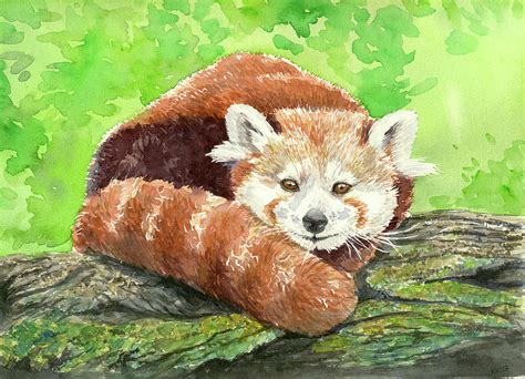 Red Panda Painting By Katerina Kirilova Fine Art America