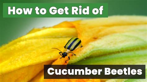 How To Get Rid Of Cucumber Beetles FAST The Ultimate Guide To