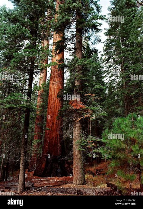 Giant Sequoia Trees Stock Photo - Alamy