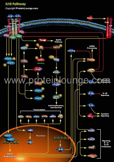 Biological Databases And Tools Il10 Pathway Protein Lounge