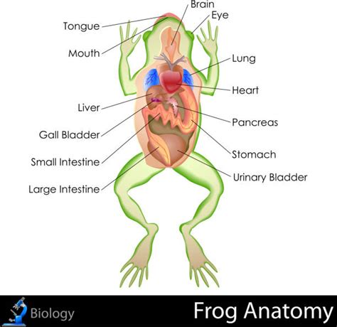 580+ Frog Anatomy Stock Photos, Pictures & Royalty-Free Images - iStock