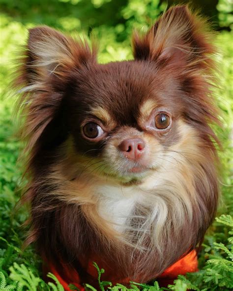 Science finally answers the long debate are chihuahuas hypoallergenic 6