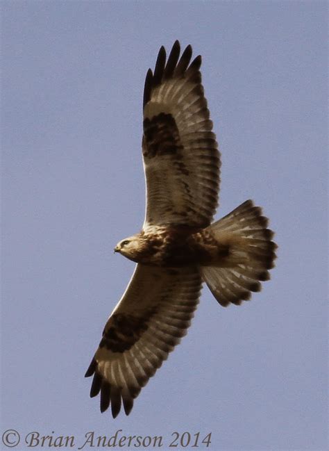 Brian's birding blog: Rough-legged Buzzard at Hay Lane