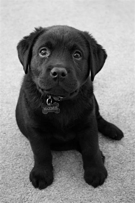 Black English Lab Puppy My Puppy Max English Lab Puppies Lab