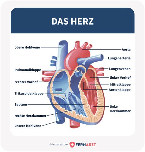 Das Herz Anatomie Funktion Erkrankungen Fernarzt