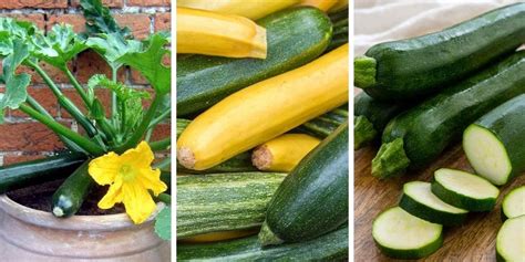 How To Grow Zucchini In A Pot An Effective 6 Steps Guide