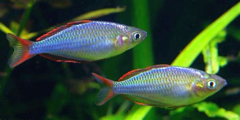 Melanotaenia Praecox Tropical Fish Keeping