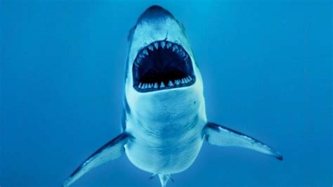 Shark Attack Statistics: What The Rising Numbers Reveal?