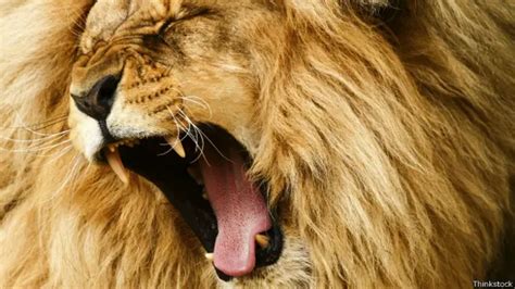 La Verdadera Historia De Los Leones Escrita En Sus Genes Bbc News Mundo