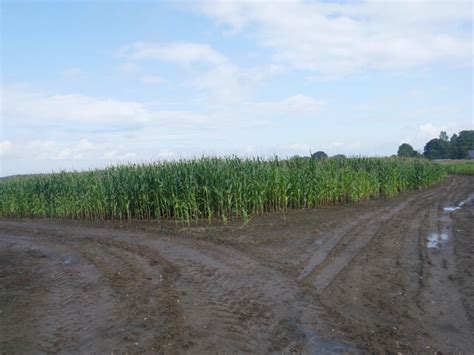 Tracks In Maize Crop David Pashley Geograph Britain And Ireland