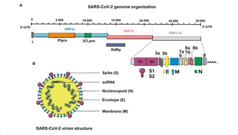 A Schematic Presentation Of The Full Length Genomic Rna