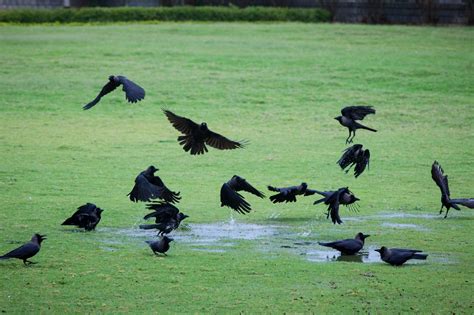 The Symbolism of A Flock of Crows: Meaning and Cultural Interpretations – InnerHunches