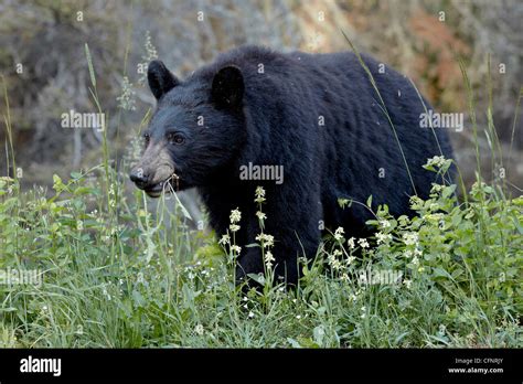 Black Bear Ursus Americanus Eating Glacier National Park Montana