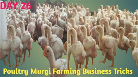 Poultry Farming Business Ideas L How To Start Poultry Farming Business