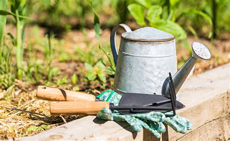 Arrosage en période de canicule les secrets pour choyer son jardin