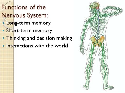 PPT - What are two functions of the nervous system? What makes up the nervous system? PowerPoint ...