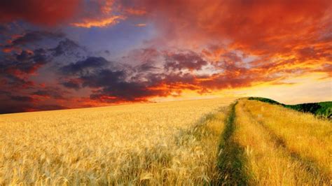 High Resolution Agriculture Background Hd - 1600x900 - Download HD ...