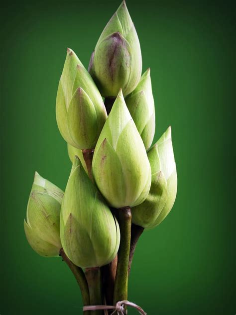 Lotus Flower Flower Garden Water Concept Lotus Flower Garden