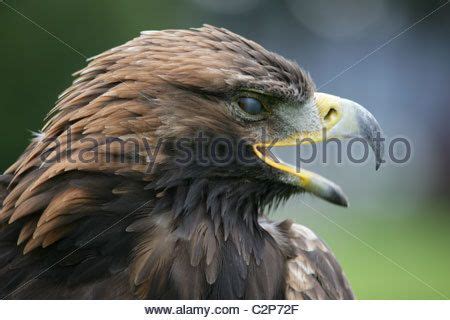 Stock Photo Close Up Of Scottish Golden Eagle Aquila Chrysaetos