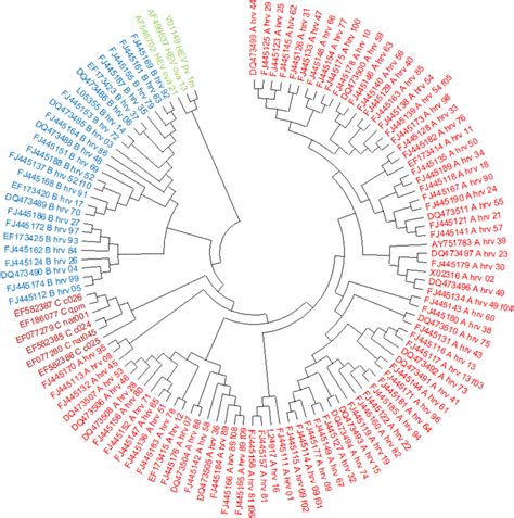 The Phylogenetic Tree Of Human Rhinoviruses Hrv And Hev C