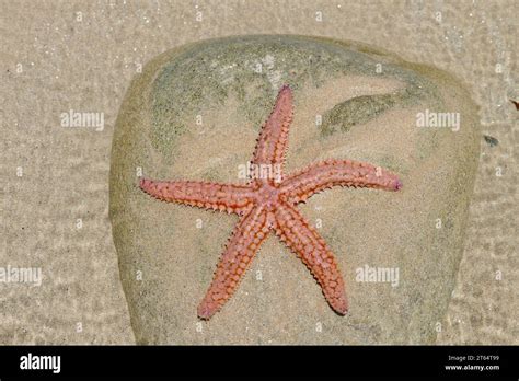 Common Starfish Asterias Rubens On A Stone In A Tidal Pool Brittany