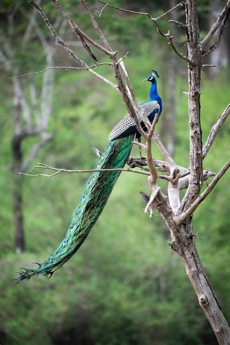 Indian Peafowl Resting On A Tree Branch I Captured Couple Of Weeks Ago