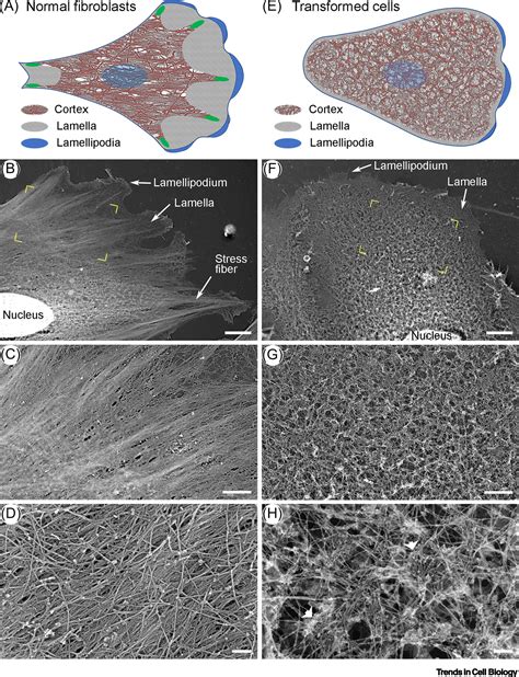 Actin Cell Cortex Structure And Molecular Organization Trends In Cell