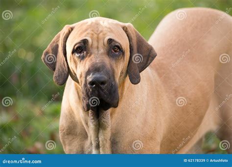 丝状部分brasileiro 巴西大型猛犬的女性 库存图片 图片 包括有 公园 服从 人们 本质 62178339