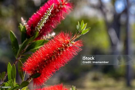 Red Bottlebrush Flowers In Sunshine Background With Copy Space Stock