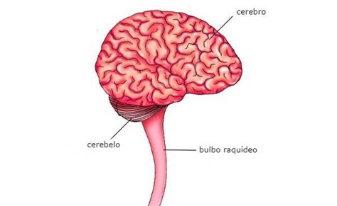 Como Es El Bulbo Raquideo Brainly Lat