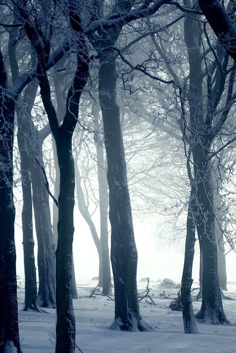 16 Creepy Winter Forest Ideas In 2021 Photo Pictures Scenery