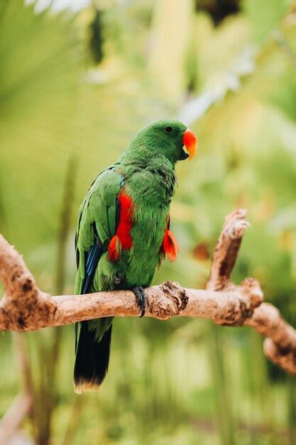 Loro Verde Brillante En Una Rama Ave Silvestre Del Bosque Tropical