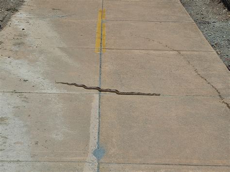 Is this a rattlesnake? : AnimalTracking