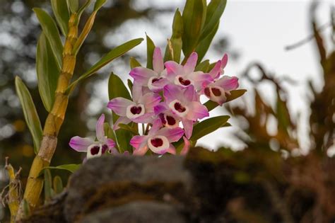 Orqu Dea Conhecida Como Olho De Boneca Nome Cient Fico Dendrobium