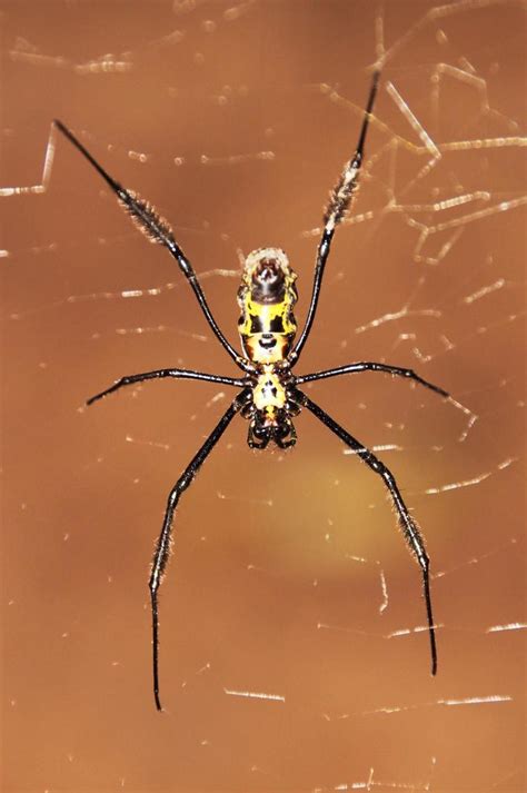 Hairy Golden Orb Weaving Spider Biodiversity Of Fairy Glen Private