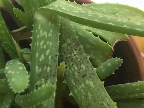 Why Does My Aloe Vera Plant Have Black Spots Plantă Blog